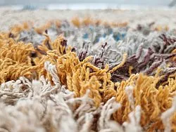 Dywany shaggy - Marden Natural Cotton Shaggy (beżowy/multi)