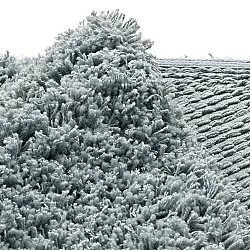 Okrągły dywan - Combarro Solid Cotton Shaggy (jasnoniebieski)